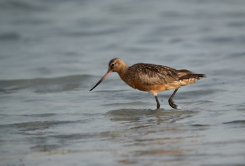 The Bar-tailed godwit in breeding plumage at Busaiteen coast of Bahrain