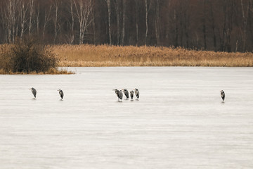 Czaple siwe Ardea cinerea stoją na lodzie i czekają na pożywienie
