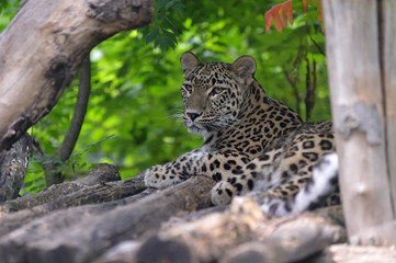 Leopard in the Zoo