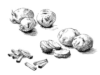 Potatoes. hand drawn. Graphics sketch .Black and white illustration
