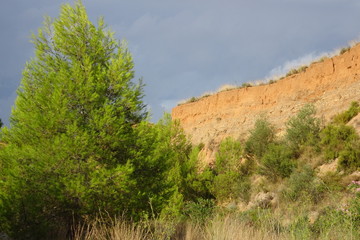 Obraz premium Large Pine Trees in Canyon