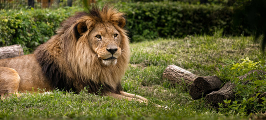 Lion's look
