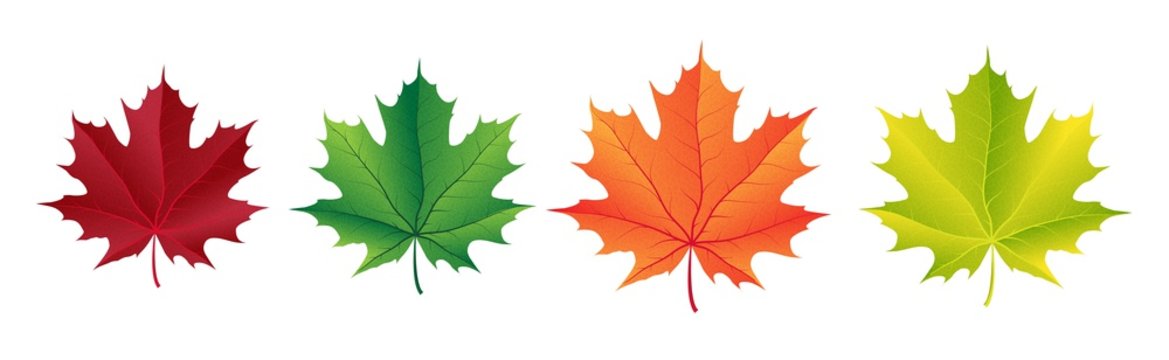 Autumn vector set with maple leaves. Forest botanical elements for decoration.