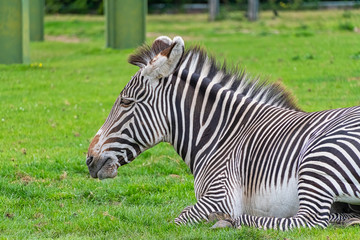 Obraz na płótnie Canvas Zebra laying down
