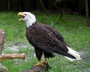 Bald Eagle Stock Photos.  Bald Eagle shouting. Singing. Picture. Portrait. Image. Close-up profile view