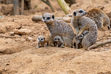Meerkats with their baby pups