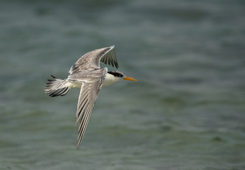 Greater Crested tern in flight