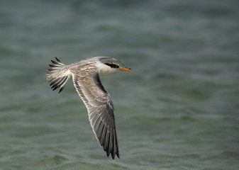 Fototapeta na wymiar Greater Crested tern in flight