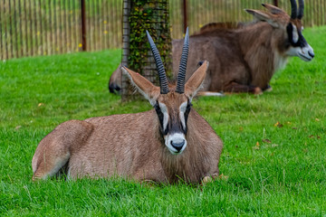 Roan Antelope