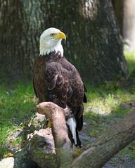 Bald Eagle Stock Photos.  Bald Eagle perched on a log displaying brown feathers, head, eye, beak, talons, feather plumage with a tree background  in its habitat. Portrait. Image. Picture.