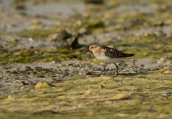 The little stint feeding at Busaiteen coast of Bahrain 