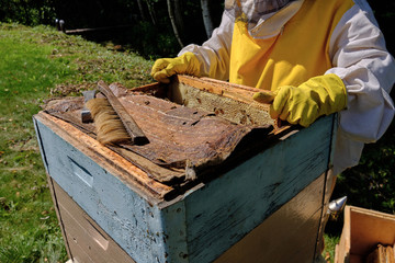 Beekeeper inspects the hive