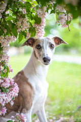 Whippet