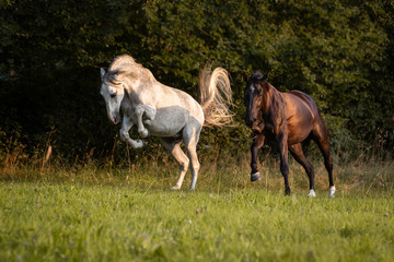 Temperamentvolle Pferde auf der Weide