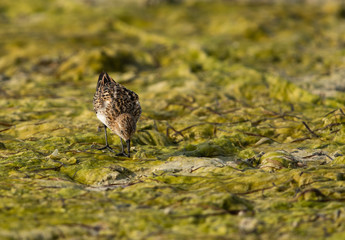 The little stint feeding at Busaiteen coast of Bahrain 