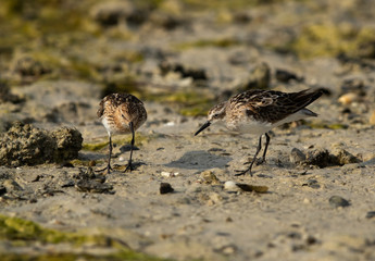 The little stint feeding at Busaiteen coast of Bahrain 
