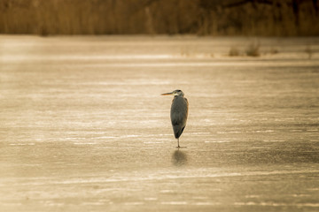 Czapla siwa Ardea cinerea stoi samotnie na zamarzniętym jeziorze