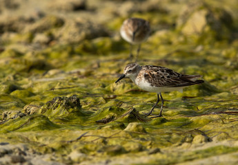 The little stint feeding at Busaiteen coast of Bahrain 