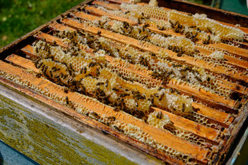 Open hive in an apiary, frames with bees