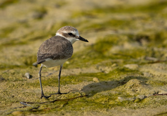 Kentish plover during low tide at Busaiteen coast of bahrain 