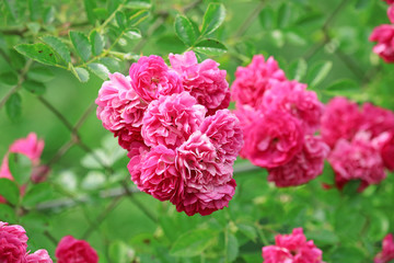 beautiful bush of roses in the garden