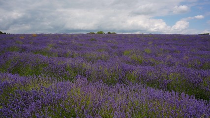 Fototapeta premium field, lavender, flower, landscape, purple, nature, summer, flowers, sky, plant, spring, grass, floral, herb, beauty, bloom, violet, countryside, garden, natural, cotswold, lavender fildes, england, 
