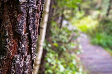 Nature reserve Wilhelmsdorf Pfrunger Ried in Upper Swabia