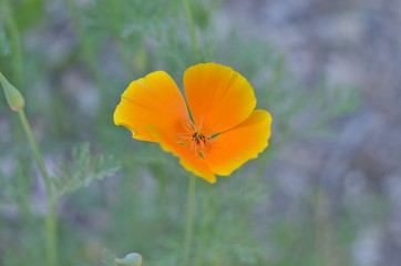 Fototapeta premium Flowers