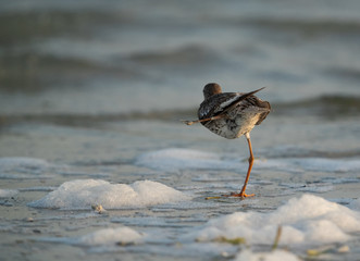 Common Redshank with one leg, Bahrain