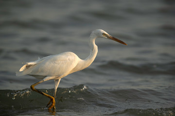 The western reef heron at Busaiteen coast, Bahrain