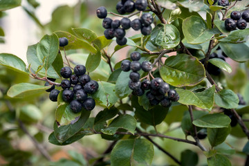 ripe chokeberry fruits on tree branches
