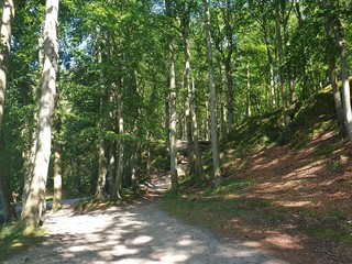 path in the forest