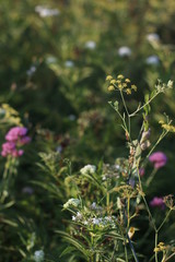 Summer vegetation in the countryside