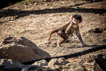 A baby Hamadryas Baboon eating food in the outdoors