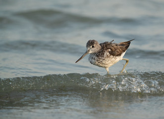 Common greenshank feeding at Busaiteen coast, Bahrain