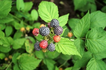 Black raspberries on a bush.