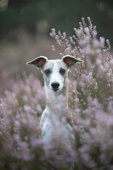 Whippet in der Heide