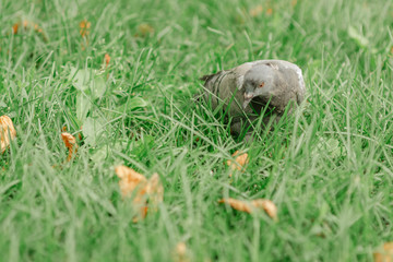 Dove bird walks in green grass