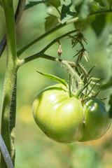 Tomates vertes
