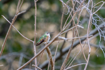Hummingbird on a Perch in Eleven Mile