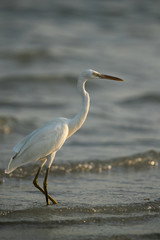 The western reef heron at Busaiteen coast, Bahrain