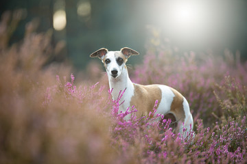 Whippet in der Heide