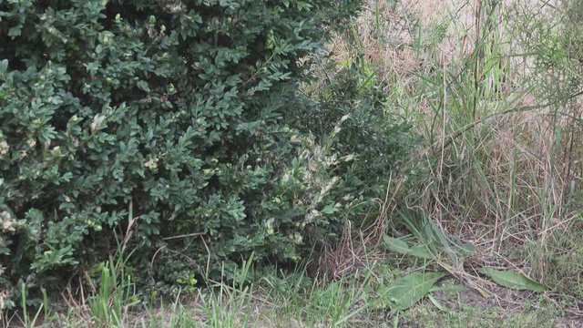 Bukszpan. Ćma azjatycka. Cydalima perspectalis. Gąsienice ćmy azjatyckiej żerujące na krzewach bukszpanu. Buxus sempervirens. Bukszpan zimozielony.