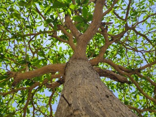 tree on a branch