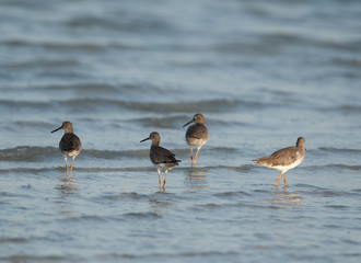 Redshanks in the Busaiteen coast, Bahrain