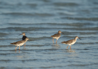 Redshanks in the Busaiteen coast, Bahrain
