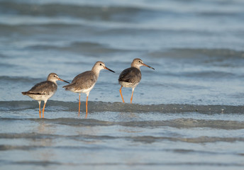 Redshanks in the Busaiteen coast, Bahrain