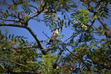 Goldfinch in trees
