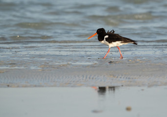 The oystercatchers are a waders and has a single genus, Haematopus