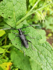bug on the leaf